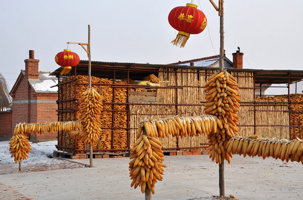Jilin Wula Town Corn